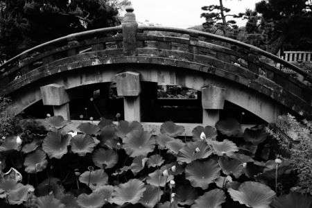 蓮＠鶴岡八幡宮