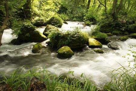 苔と清流