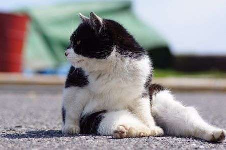 あっち向いてホイッ！