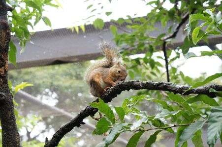 井の頭公園のリスくん