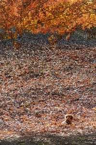 名残紅葉浴🍂りっくん