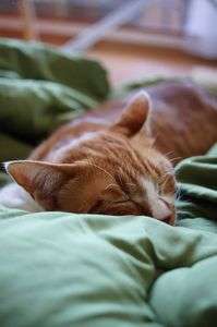 取り込んだこたつ布団から目を離した隙に