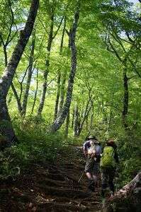 新緑のブナ林（荒島岳）