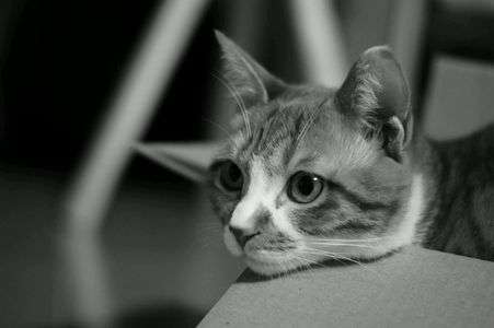 買ってもらったおもちゃよりまずは箱！