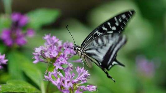初めての昆虫写真・ナミアゲハ