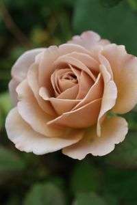 ロイヤルミルクティー