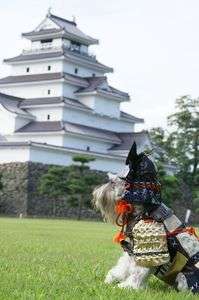 綺麗な赤瓦に、みとれ！