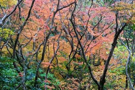 心癒される今年の紅葉