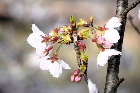 バック姿も素晴らしい桜
