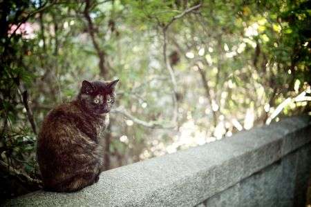 お寺にいたネコ