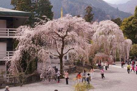 身延山しだれ桜　2