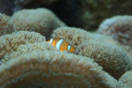 カクレるクマノミ