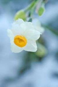 ほんのり雪化粧