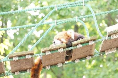 レッサーパンダ