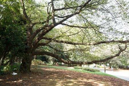 樹の根元でウタタネコ