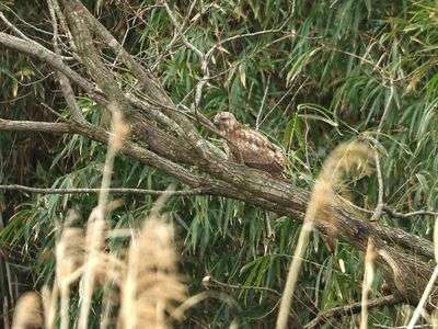 ノスリ（隠れてるつもり？）