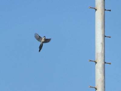 オナガ（自宅屋上から）