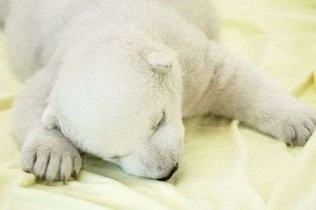 白くまの赤ちゃん