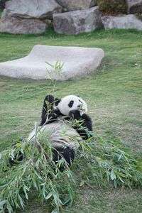 パンダちゃん・・・♪