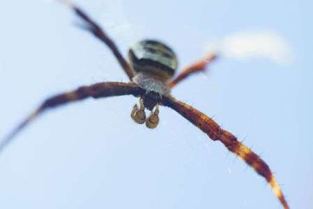 青空に蜘蛛