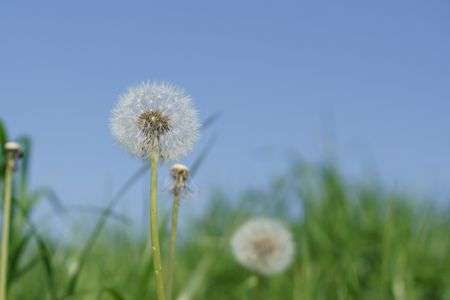 世界遺産のタンポポ