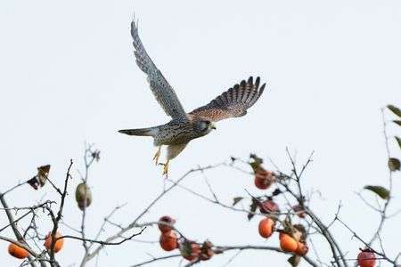 実りの秋・・♪