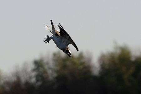 ダイブ３連・・♪