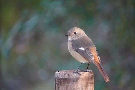 モデルの様なジョウビタキ