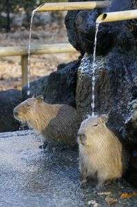 ツイン打たせ湯