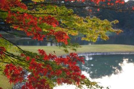 毛越寺のもみじ