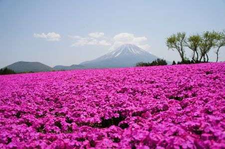 富士の麓、咲き乱れる芝桜