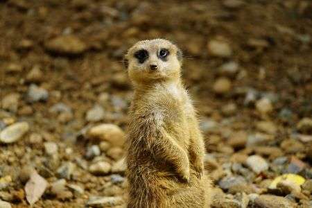 のんほいパークの動物たち7