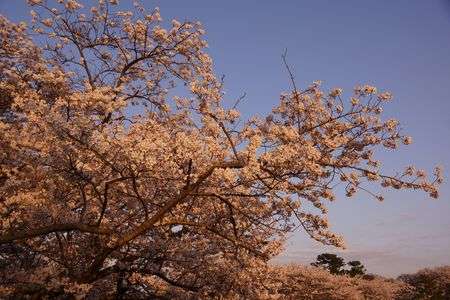 夕桜
