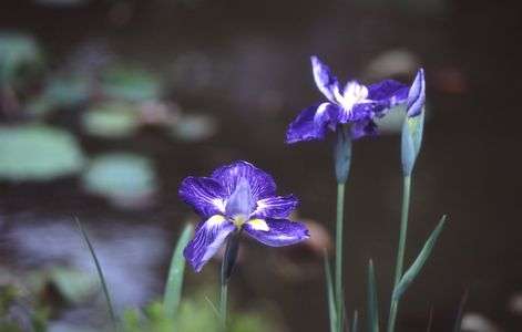 青い菖蒲２