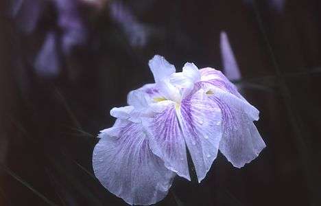 白っぽい菖蒲１