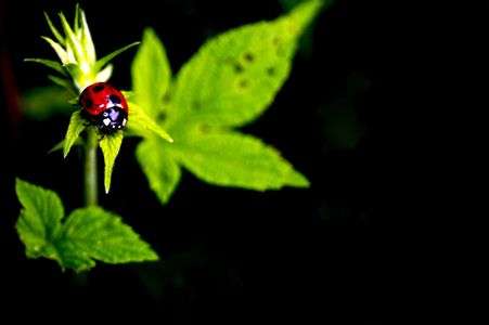 ナナホシテントウ