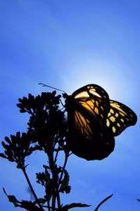 アサギマダラの影