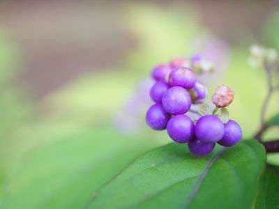 ムラサキシキブ？