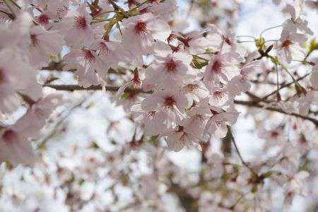雨のちサクラ