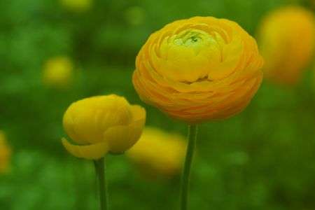 え～～と花の名前が・・・？