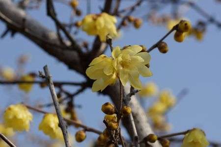 綺麗に咲いたロウバイ