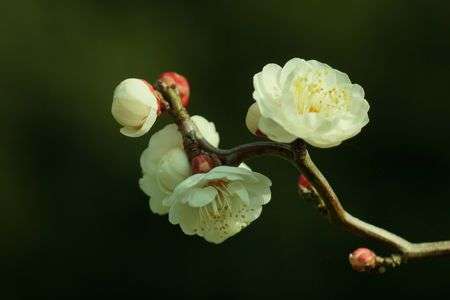今年一枚きりの白梅