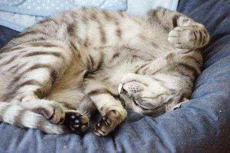 猫ベッドでお休み