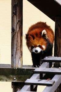 動くぬいぐるみ