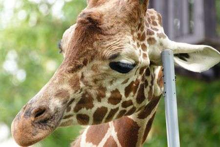 耳がかゆいです。