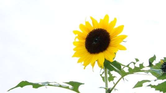 １１月にもひまわり