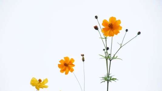 早朝散歩してみました