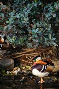 スリーピー・バード