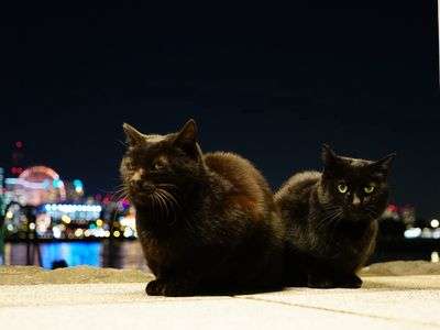 10,000豆、ありがとニャ～