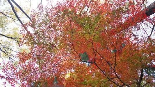 極彩色のアンブレラ